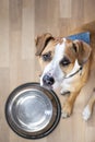Hungry puppy sits on the floor near empty food bowl and waits f Royalty Free Stock Photo