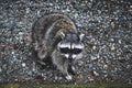 A Hungry Raccoon On The Side Of The Road To A Scenic Drive In Tacoma Washington Called Five Mile.
