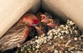 Hungry Red Finch chicks being fed by the male parent Royalty Free Stock Photo