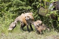 Hungry red fox kits and mother Royalty Free Stock Photo