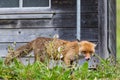 Hungry red fox vulpes vulpes standing before henhouse Royalty Free Stock Photo