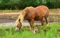 Hungry red horse is eating the grass in outdoors Royalty Free Stock Photo