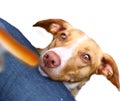 Hungry red nose dog begging for sausage Royalty Free Stock Photo