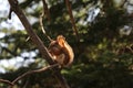 Red Pine Squirrel in Northern Minnesota