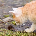 A hungry red predator is playing with a mole, a cat has caught a mole Royalty Free Stock Photo