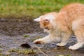 A hungry red predator is playing with a mole, a cat has caught a mole. Royalty Free Stock Photo