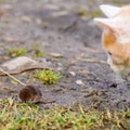 A hungry red predator is playing with a mole, a cat has caught a mole Royalty Free Stock Photo