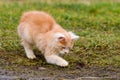 A hungry red predator is playing with a mole, a cat has caught a mole. Royalty Free Stock Photo