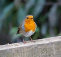 Hungry robin on a fence