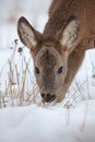 Hungry roe deer, capreolus capreolus, starving in deep snow in winter. Royalty Free Stock Photo