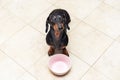 Hungry sad dachshund dog behind food bowl , against the background of the kitchen floor at home looking up to owner and begging fo Royalty Free Stock Photo