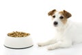 HUNGRY AND SAD JACK RUSSELL DOG EATING FOOD IN A BOWL ISOLATED Royalty Free Stock Photo