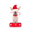 Hungry santa claus dog inside food bowl Royalty Free Stock Photo