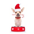 Hungry santa claus dog inside food bowl Royalty Free Stock Photo