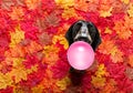 Dog chewing bubble gum Royalty Free Stock Photo