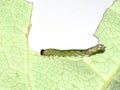 Hungry sawfly caterpillar eating leaf Royalty Free Stock Photo