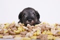 Hungry schnauzer puppy dog behind a big mound of food. Dog food biscuit bones. Royalty Free Stock Photo