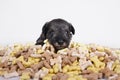 Hungry schnauzer puppy dog behind a big mound of food. Dog food biscuit bones. Royalty Free Stock Photo