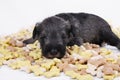 Hungry schnauzer puppy dog behind a big mound of food. Dog food biscuit bones.