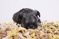 Hungry schnauzer puppy dog behind a big mound of food. Dog food biscuit bones. Royalty Free Stock Photo