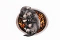 Hungry schnauzer puppy lies in a bowl full of dry dog food. Dog food biscuit bones.