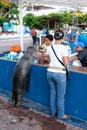 Hungry sea lion, Galapos Islands