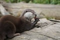 Hungry sea otter eating meat in the zoo Royalty Free Stock Photo