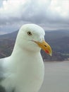 A hungry seagull Royalty Free Stock Photo