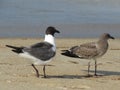 Hungry Seagulls on Beach