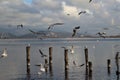 Hungry seagulls