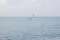 Hungry seagulls diving into the sea