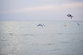 Hungry seagulls diving into the sea