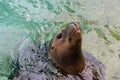 A hungry seal in a clean aquarium to be feeded Royalty Free Stock Photo