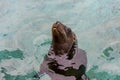 Hungry seal in a clean aquarium and waiting for food Royalty Free Stock Photo