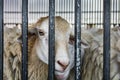 Hungry sheep behind the cage in sheep farm.