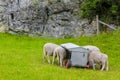 Hungry sheep eat from feed wagons in Norway