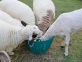 Hungry sheep eating grasses from the same basket