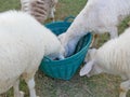 Hungry sheep eating grasses from the same basket