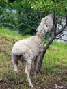 A hungry sheep eats a tree in Murom, Russia.