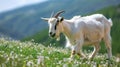 A hungry short-haired white goat walks and eats grass on a green blooming field on a farm on the mountains.