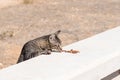 Hungry and shy feral stray tabby cat finding and sniffing cat food left for him on the fence in Cyprus