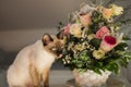 Hungry siamese cat portrait. Kitten is licking its mouth and waiting for snacks on background of basket with flowers at