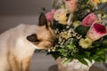 Hungry siamese cat portrait. Kitten is smelling flowers waiting for snacks on background of basket with roses at home