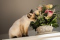 Hungry siamese cat portrait. Kitten is smelling flowers waiting for snacks on background of basket with roses at home Royalty Free Stock Photo