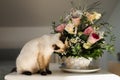 Hungry siamese cat portrait. Kitten is smelling flowers waiting for snacks on background of basket with roses at home Royalty Free Stock Photo