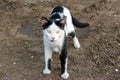 Hungry skinny cat looks you in the eye. Abandoned homeless black and white kitten outdoors. Soiled pet on wet ground