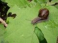 Hungry snail devours a leaf of garden eggplant and secretes mucus. Agricultural pest problem. Plant damage Royalty Free Stock Photo