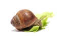 Hungry snail on lettuce