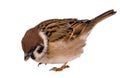 Hungry sparrow isolated on white background Royalty Free Stock Photo