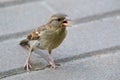 Hungry sparrow in a big city Royalty Free Stock Photo